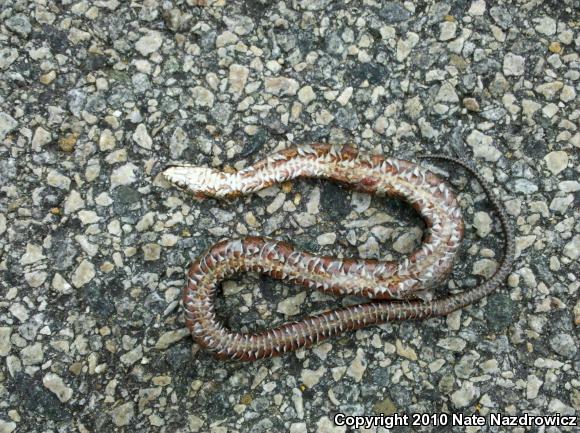 Northern Watersnake (Nerodia sipedon sipedon)