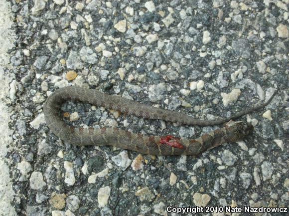 Northern Watersnake (Nerodia sipedon sipedon)