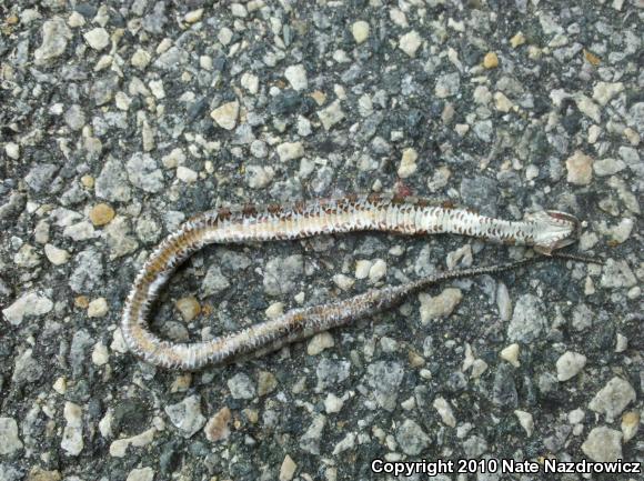 Northern Watersnake (Nerodia sipedon sipedon)