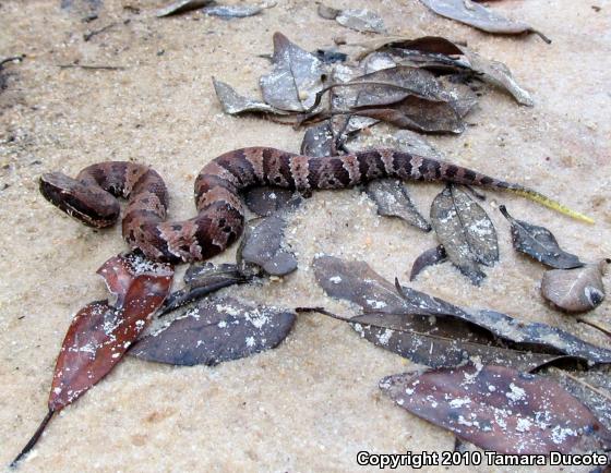 Cottonmouth (Agkistrodon piscivorus)