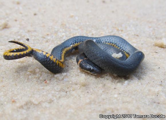 Mississippi Ring-necked Snake (Diadophis punctatus stictogenys)