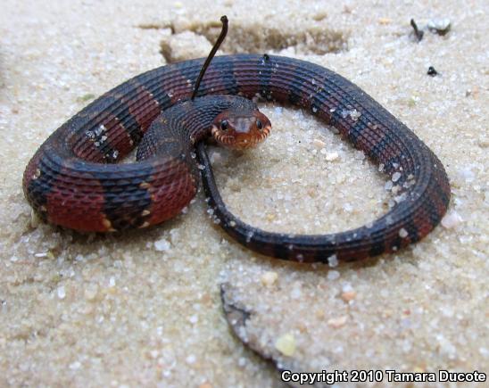 Banded Watersnake (Nerodia fasciata fasciata)