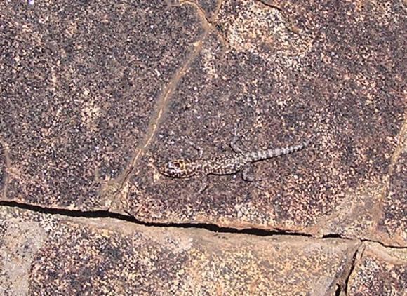 Granite Night Lizard (Xantusia henshawi)