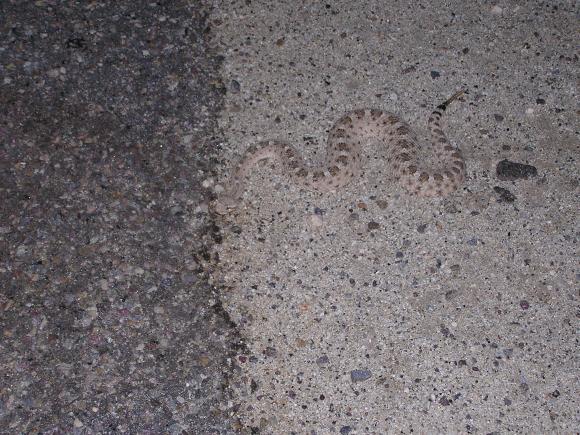 Colorado Desert Sidewinder (Crotalus cerastes laterorepens)