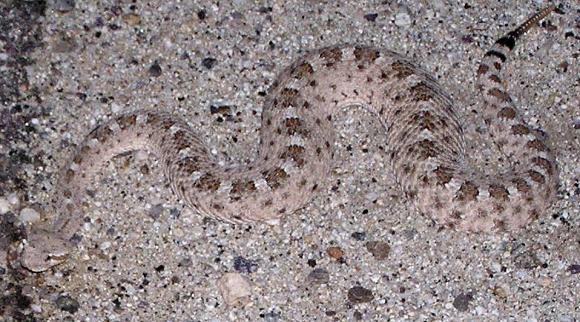 Colorado Desert Sidewinder (Crotalus cerastes laterorepens)