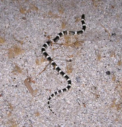 Western Long-nosed Snake (Rhinocheilus lecontei)