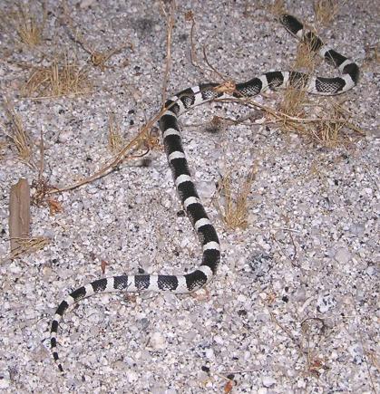 Western Long-nosed Snake (Rhinocheilus lecontei)