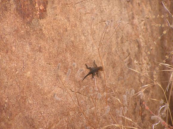 Granite Spiny Lizard (Sceloporus orcutti)