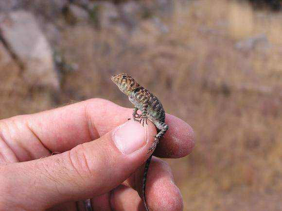 Granite Spiny Lizard (Sceloporus orcutti)