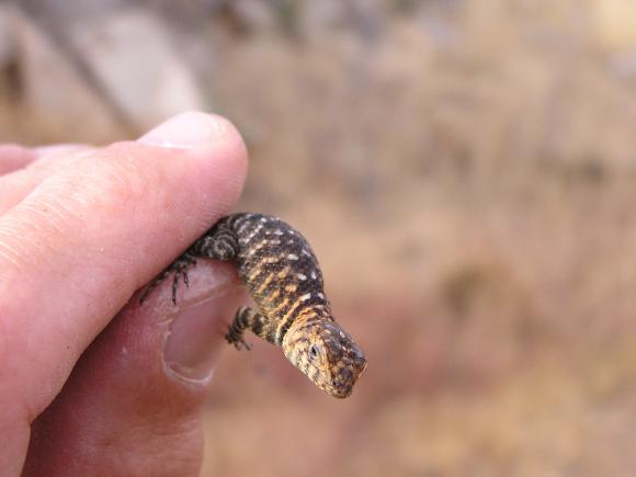 Granite Spiny Lizard (Sceloporus orcutti)