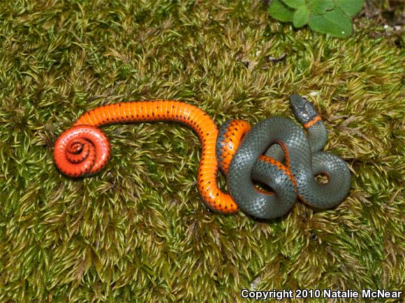 Pacific Ring-necked Snake (Diadophis punctatus amabilis)