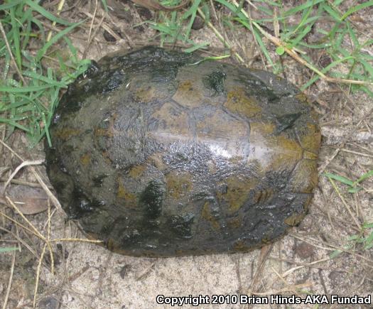 Western Pond Turtle (Actinemys marmorata)