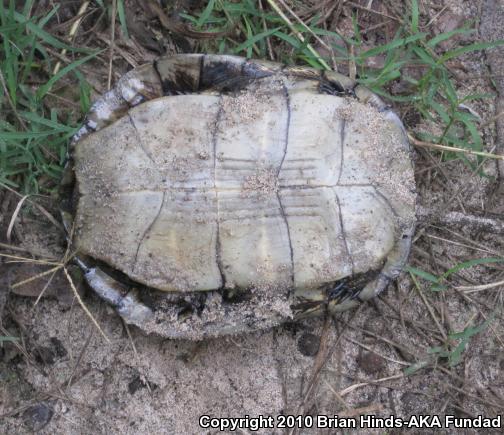 Western Pond Turtle (Actinemys marmorata)