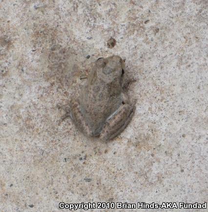 California Treefrog (Pseudacris cadaverina)