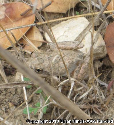 California Treefrog (Pseudacris cadaverina)