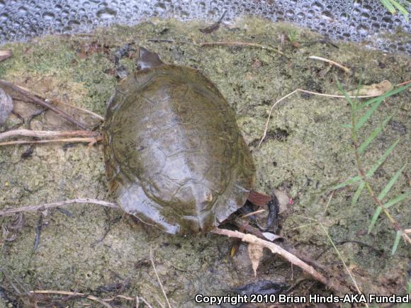 Western Pond Turtle (Actinemys marmorata)