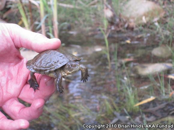 Western Pond Turtle (Actinemys marmorata)