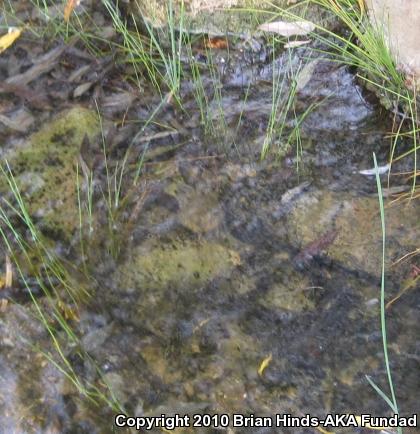 Western Pond Turtle (Actinemys marmorata)