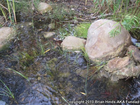 Western Pond Turtle (Actinemys marmorata)