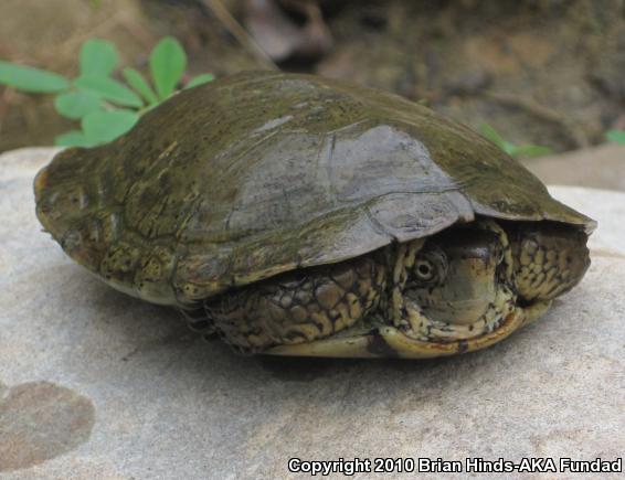 Western Pond Turtle (Actinemys marmorata)