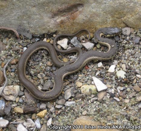 Two-striped Gartersnake (Thamnophis hammondii)