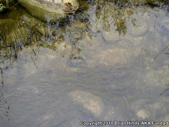 Western Pond Turtle (Actinemys marmorata)