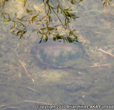 Western Pond Turtle (Actinemys marmorata)