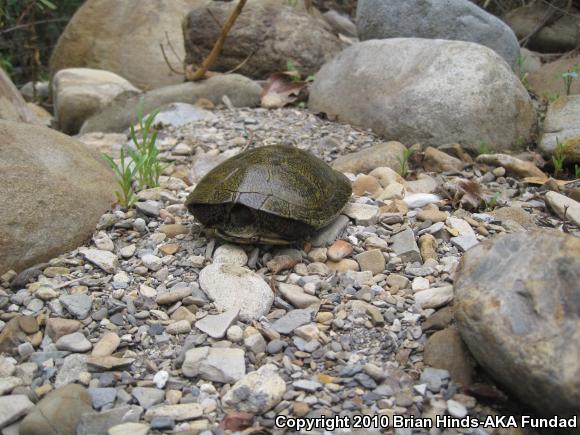 Western Pond Turtle (Actinemys marmorata)