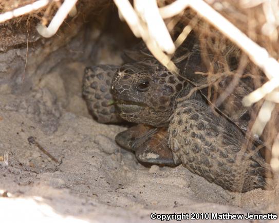 Gopher Tortoise (Gopherus polyphemus)