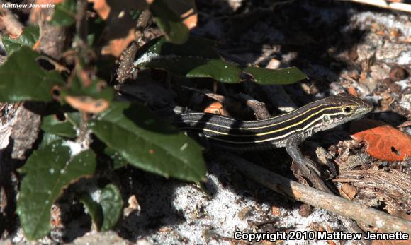 Six-lined Racerunner (Aspidoscelis sexlineata sexlineata)