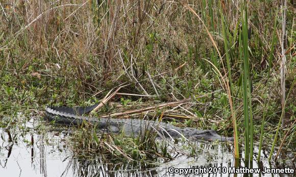 American Alligator (Alligator mississippiensis)