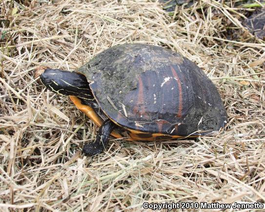 Florida Red-bellied Cooter (Pseudemys nelsoni)