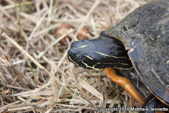 Florida Red-bellied Cooter (Pseudemys nelsoni)