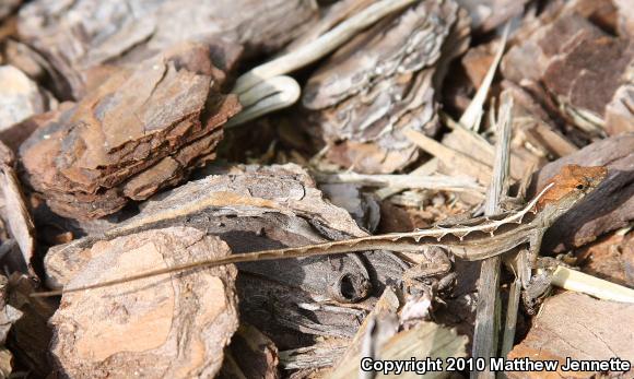 Brown Anole (Anolis sagrei)