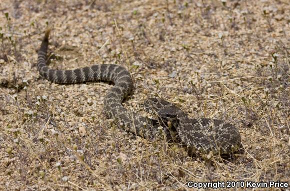 Southern Pacific Rattlesnake (Crotalus oreganus helleri)