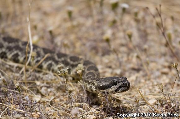 Southern Pacific Rattlesnake (Crotalus oreganus helleri)