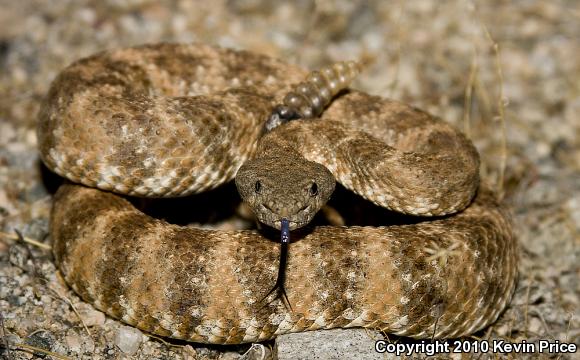 Southwestern Speckled Rattlesnake (Crotalus mitchellii pyrrhus)