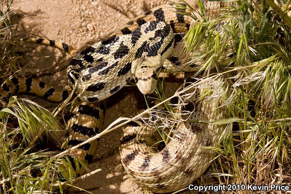 Great Basin Gopher Snake (Pituophis catenifer deserticola)