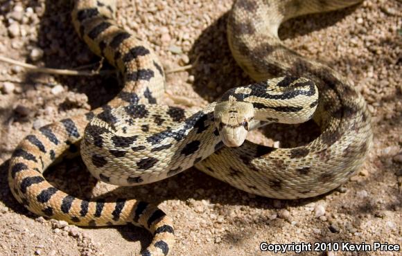 Great Basin Gopher Snake (Pituophis catenifer deserticola)