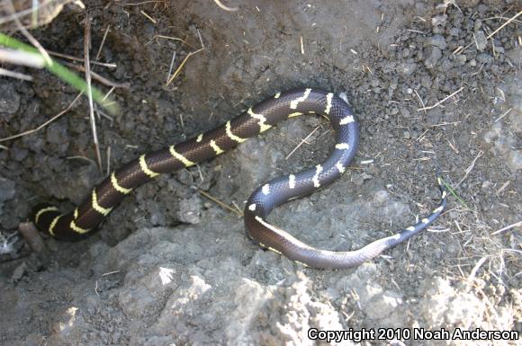 California Kingsnake (Lampropeltis getula californiae)