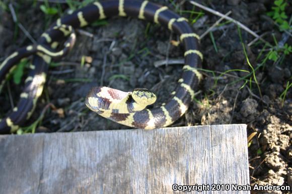 California Kingsnake (Lampropeltis getula californiae)