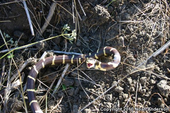 California Kingsnake (Lampropeltis getula californiae)