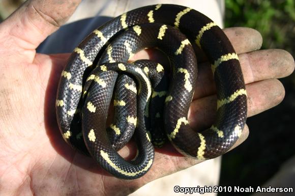 California Kingsnake (Lampropeltis getula californiae)