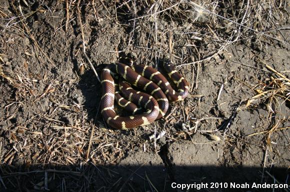 California Kingsnake (Lampropeltis getula californiae)