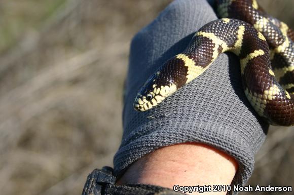 California Kingsnake (Lampropeltis getula californiae)