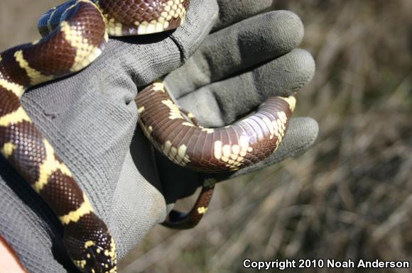 California Kingsnake (Lampropeltis getula californiae)