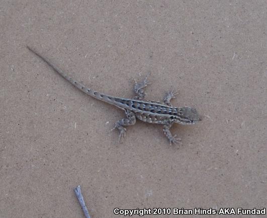 Western Side-blotched Lizard (Uta stansburiana elegans)