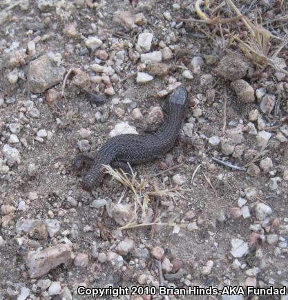 Desert Night Lizard (Xantusia vigilis vigilis)