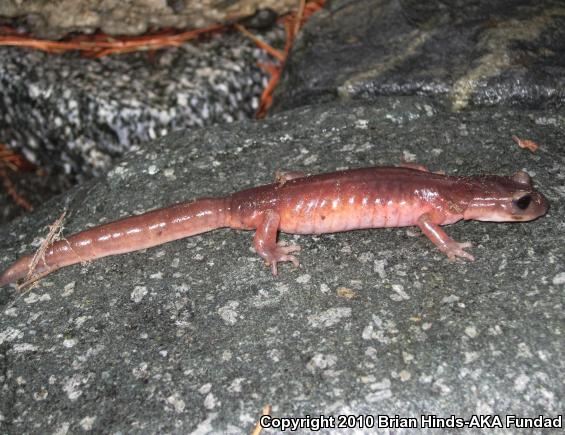 Monterey Ensatina (Ensatina eschscholtzii eschscholtzii)