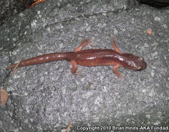 Monterey Ensatina (Ensatina eschscholtzii eschscholtzii)